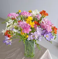【香雪兰AK】香雪兰2把20枝（保2个不同色）|两单鲜花包邮