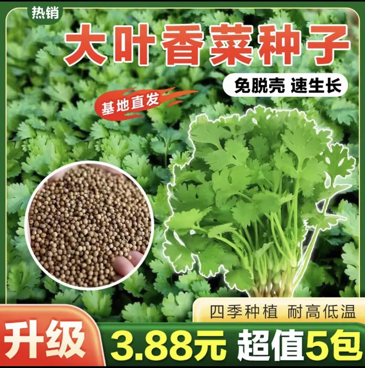 【5包】大叶香菜种子耐热耐抽薹芫荽种籽春秋四季蔬菜盆栽蔬