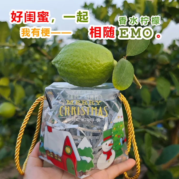香水柠檬圣诞节礼物广东无籽香水柠檬相随EMO送闺蜜的香水柠檬