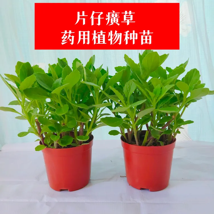 福建漳州片仔癀草甘蔗榨汁植物饮品药食同源盆栽鲜品白凤菜