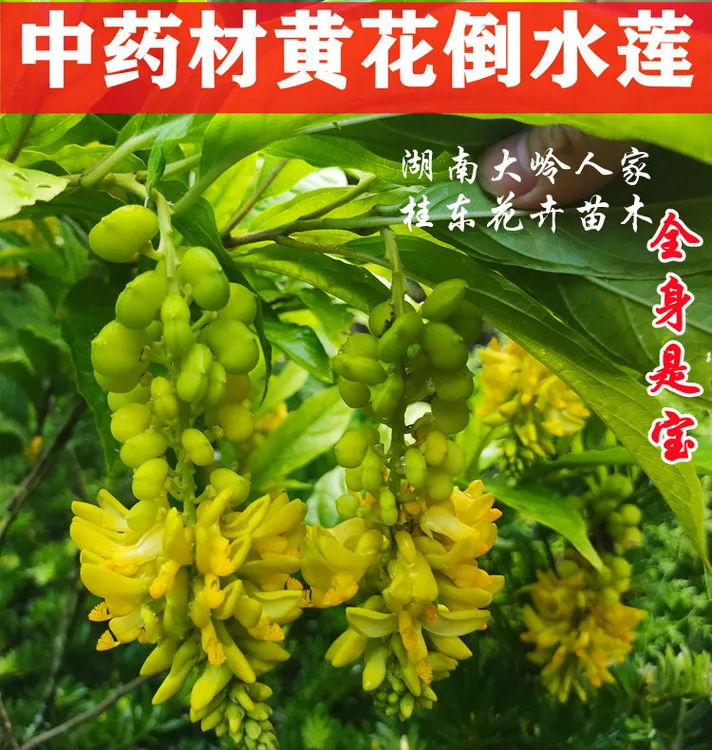 热卖黄花倒水莲倒吊黄观音串黄花远志种苗庭院绿植盆栽四季种植