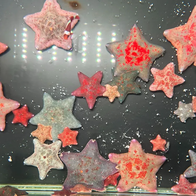 5只装海水宠物海星小丑虾伴侣