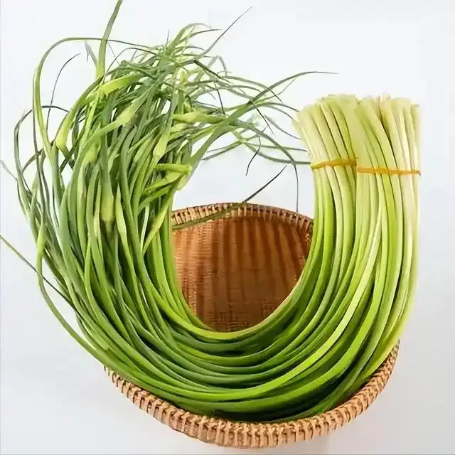 【山东苍山蒜苔】3斤5斤蒜苔新鲜批发蒜薹鲜嫩蒜苔蒜应季蔬菜