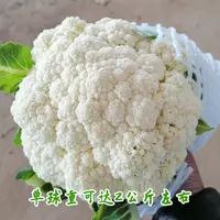 青梗松花菜秧苗量大耐寒有机花菜菜花种苗秋冬季蔬菜椰菜秧苗