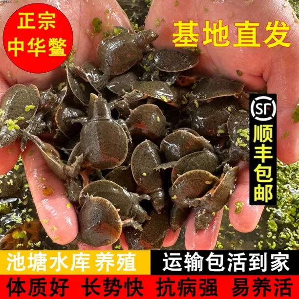 【顺丰包邮】2025中华黑花出壳甲鱼苗鱼塘水库稻田水鱼团鱼生态养殖