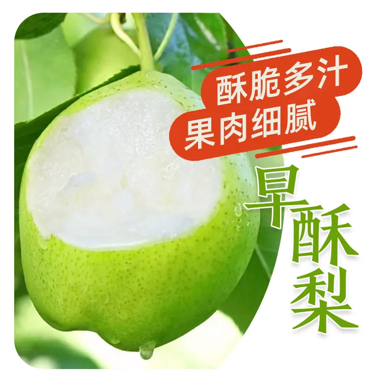 采露精选早酥梨梨子酥脆当季多汁青皮梨【顺丰包邮】