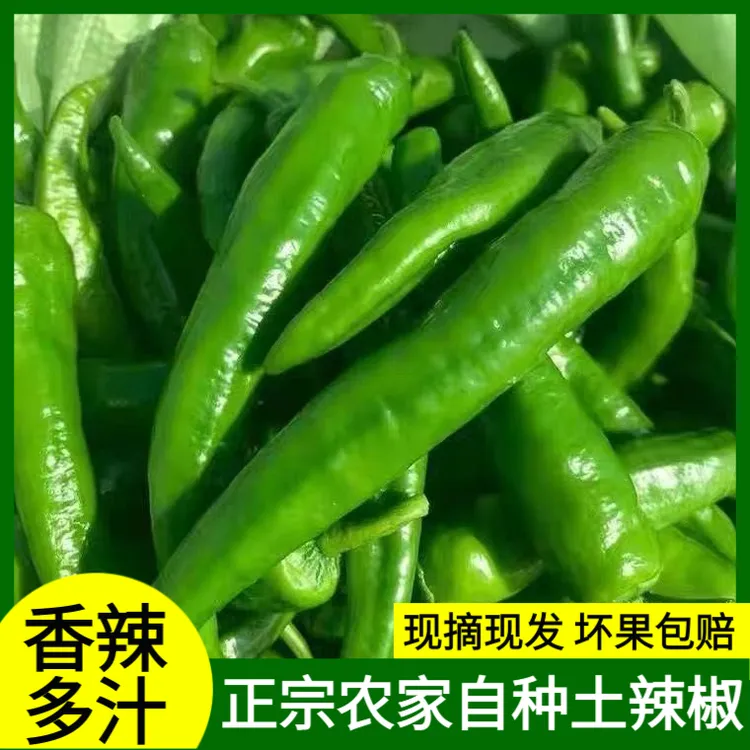 【爱心助农】农家自种新鲜现摘现发薄皮牛角椒羊角椒香辣青椒