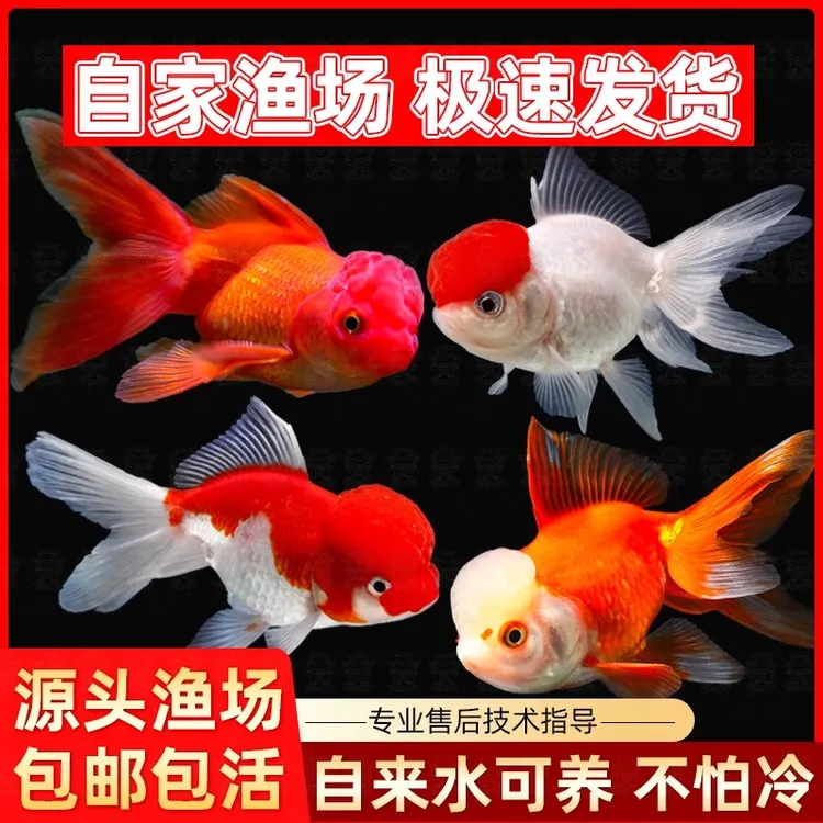 草金鱼观赏鱼鸿运当头金鱼活体鱼缸小鱼冷水鱼招财鱼兰寿丹顶红