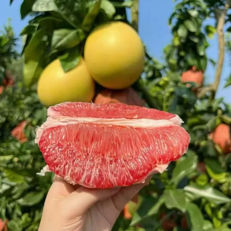 【小严专属】福建平和老树头茬三红蜜柚新鲜当季水果皮薄肉厚多汁