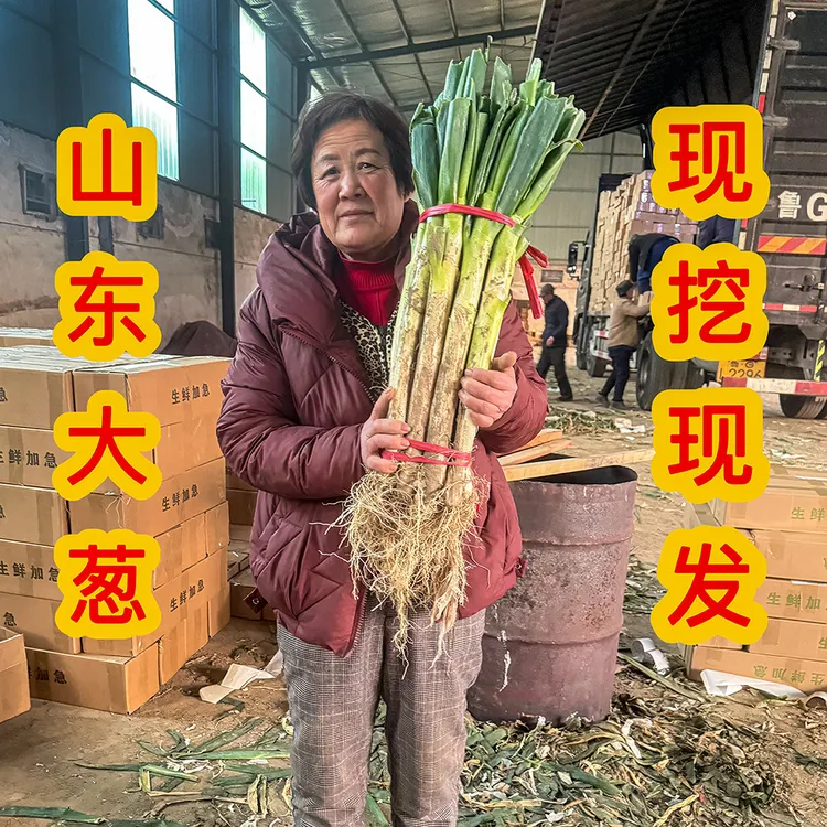 大葱山东新鲜铁杆大葱安丘大葱现挖可生吃蘸酱新鲜蔬菜商超同款品