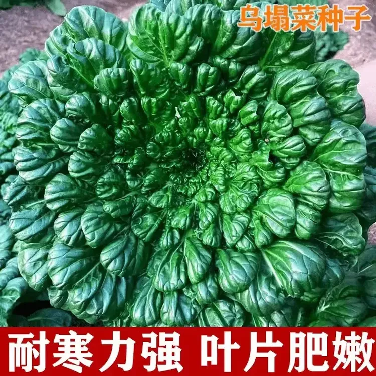 【乌塌菜种籽】秋冬耐寒小八叶菊花心黑叶农家白菜乌塌菜种籽