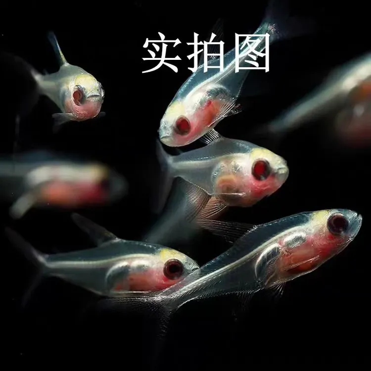 红肚玻璃白肚玻璃红肚皮鱼热带鱼小型鱼灯科活体观赏鱼群游草缸鱼