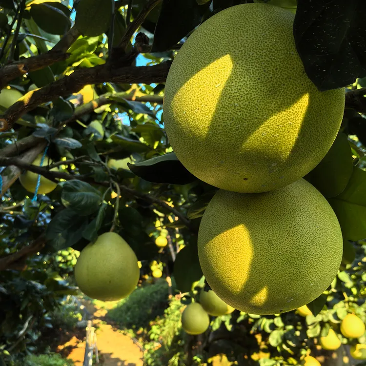 温州马站中魁四季柚新鲜采摘皮薄多汁