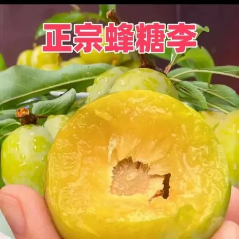 正宗贵州六马脱骨《蜂糖李》新鲜应季水果脆甜多汁核小肉厚