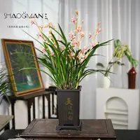 【黄金彩虹5-8支花剑】兰场基地直发带古风盆发货兰花