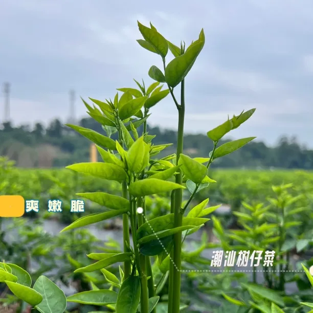 树仔菜潮汕野菜树菜天绿香凉拌菜特色蔬菜小高益肝菜