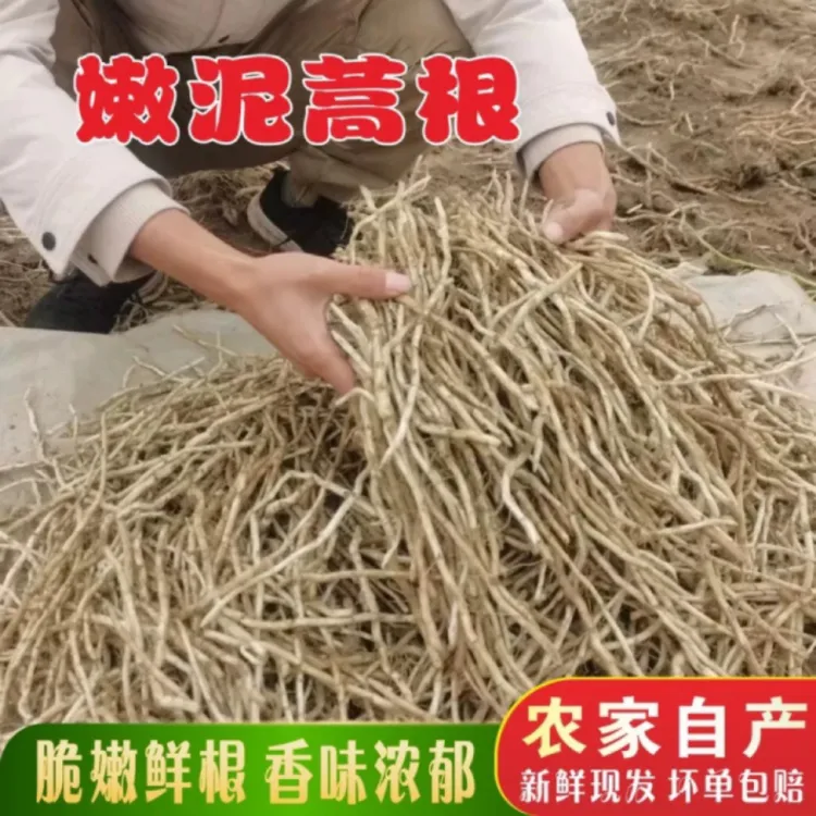 新鲜湖北藜蒿根芦蒿根柳蒿根时令蔬菜现挖新鲜脆嫩（不是折耳根）
