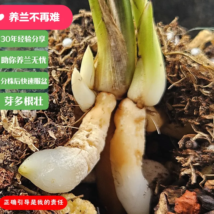 新品上市兰花护茎土[快速服盆不停顿]云南浙商兰苑