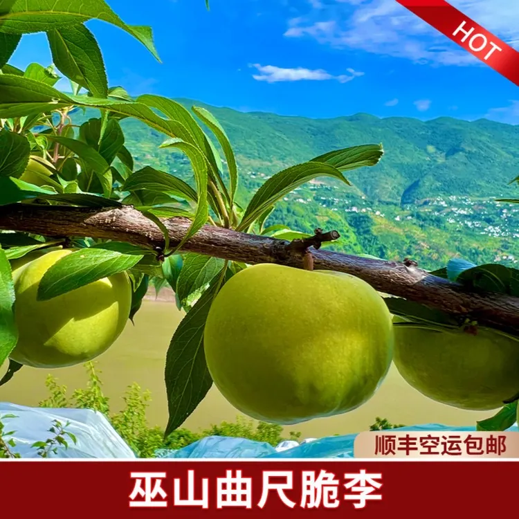 正宗巫山曲尺宝子滩脱骨脆李子产地直发顺丰空运礼盒包邮东方好客