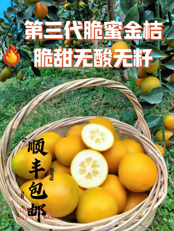 《脆蜜金桔》泡沫箱款5斤装 广西柳州融安脆蜜金桔脆甜无酸甜糯爆汁