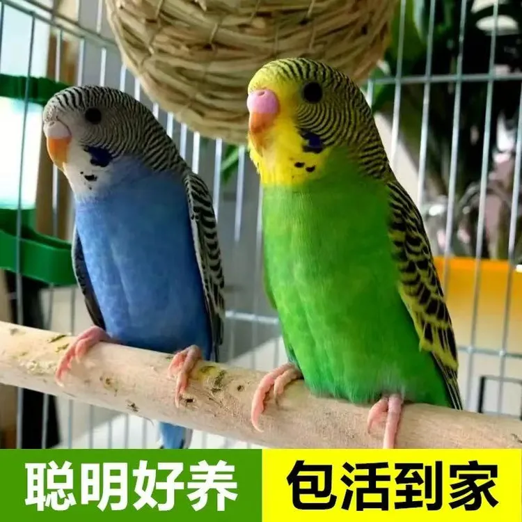 彩色手养虎皮鹦鹉活鸟亲人粘人观赏鸟好上手