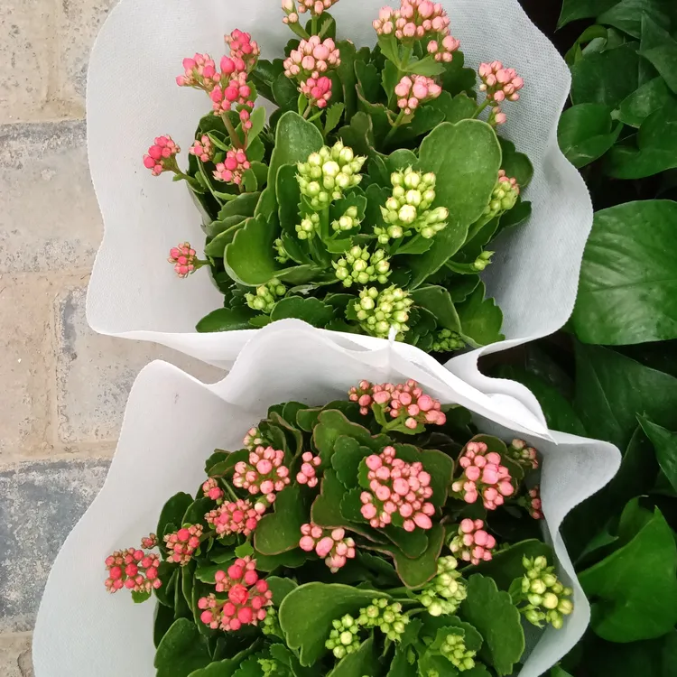 三色重瓣长寿花盆栽带花苞室内阳台天台四季开花植物好养花卉绿植