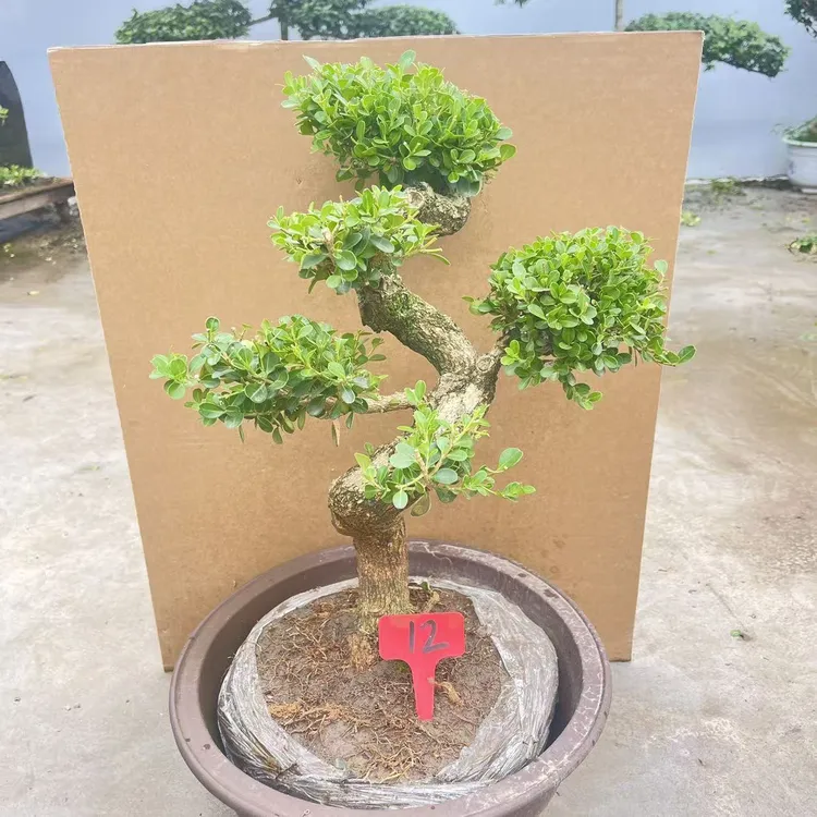 一物一拍造型小叶黄杨大型精品树苗独杆庭院观叶盆景植物净化空气