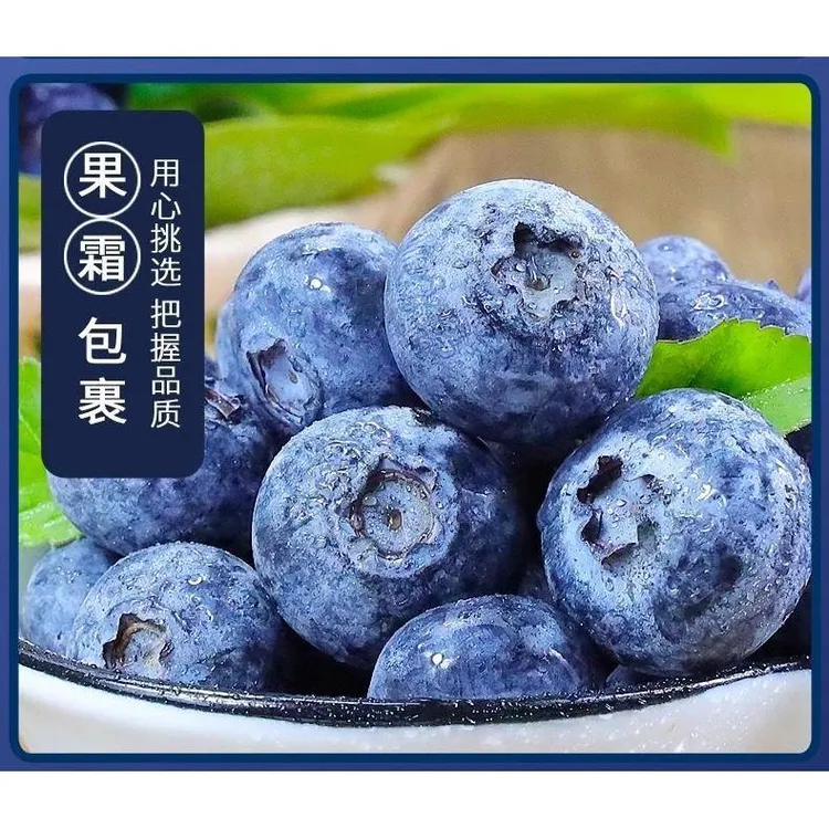正宗L25蓝莓鲜果上市高山种植自然成熟清甜多汁一口就沦陷脆甜