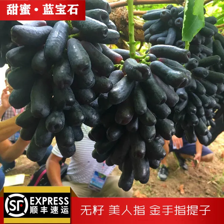 蓝宝石葡萄金手指美人指葡萄脆甜多汁
