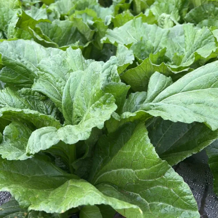 贵州威宁农家时令新鲜现摘青菜蔬菜泡沫箱加冰中通快递发货发的的