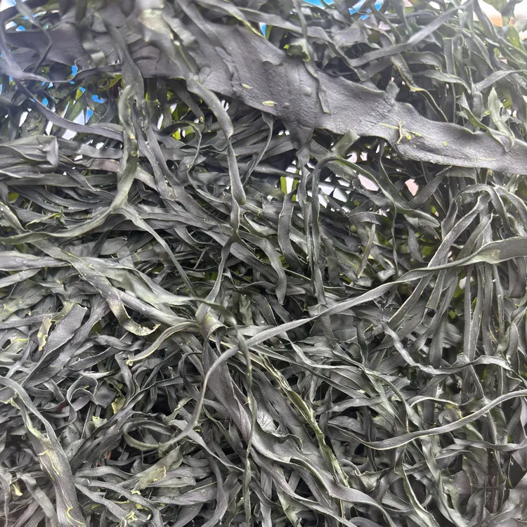 干海带丝干海带烘干海带无沙海带营养丰富适合煲汤凉拌即泡即食