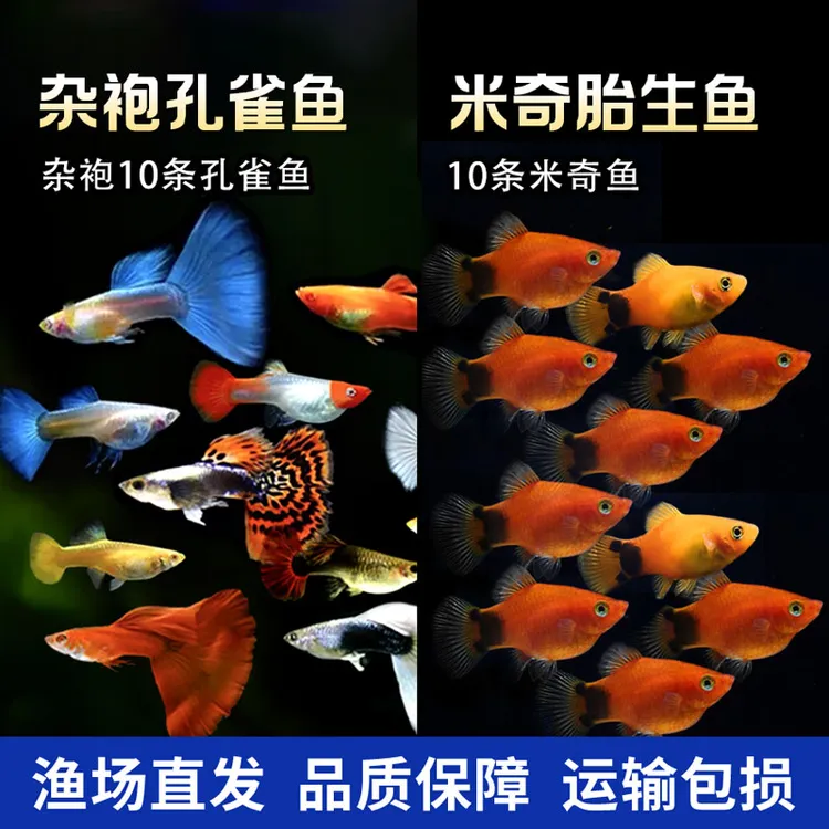 【渔场直播专属链接】 观赏鱼套餐（斑马10+米奇10+小孔10 ）发30