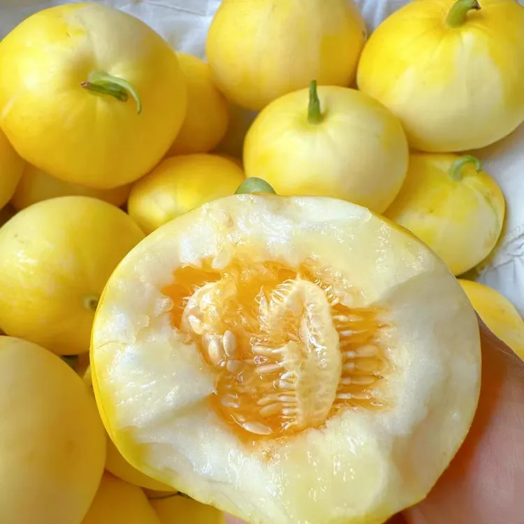 山东头茬甜瓜早甜脆[顺丰包邮坏果包赔]五斤装