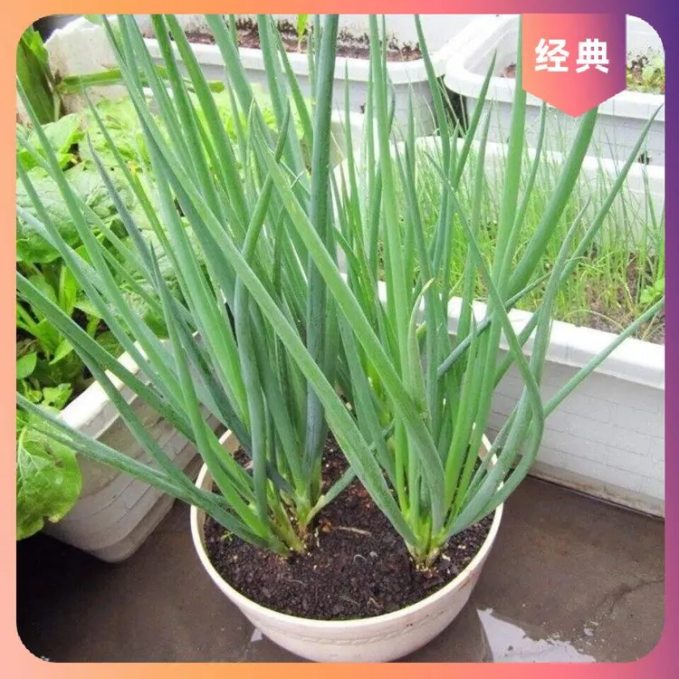 小香葱盆栽阳台种子小香葱四季种籽小香葱种籽春夏秋冬蔬菜种种子