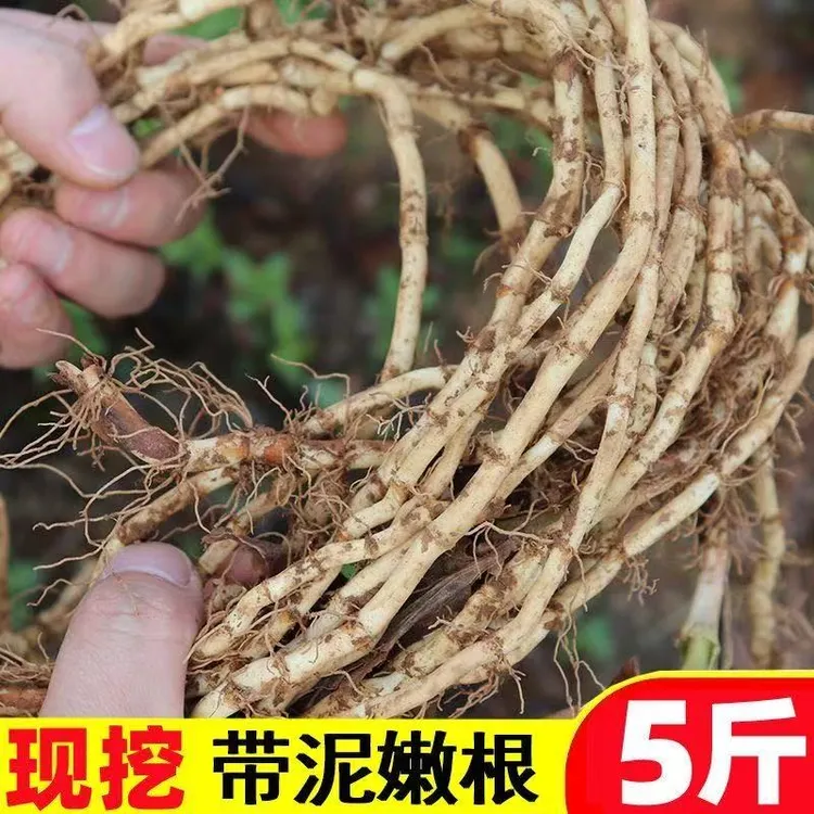 【新根上市】鱼腥草折耳根新鲜现挖现发嫩根侧耳根茶特产新鲜蔬菜