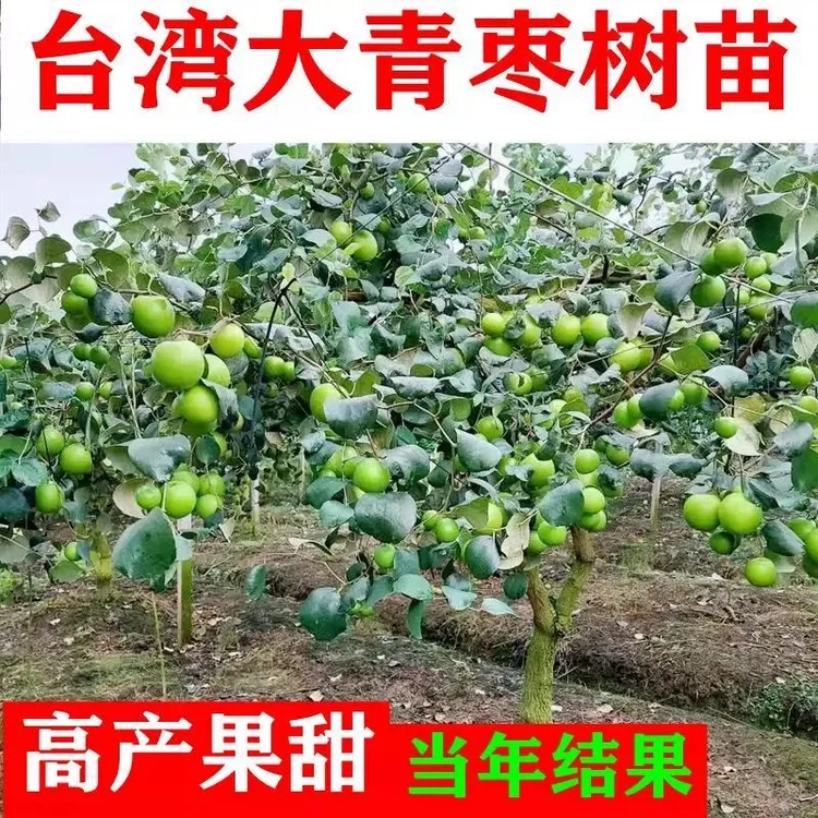 台湾大青枣树苗蜜丝枣苗青枣苗阳台庭院果树苗嫁接枣子苗四季结果