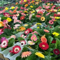 【缤纷甄选】精品非洲菊两盆两色加送一颗青稞苗颜色随机发