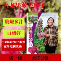 【买一送一】火龙果萝卜种子水果萝卜脆嫩爽口