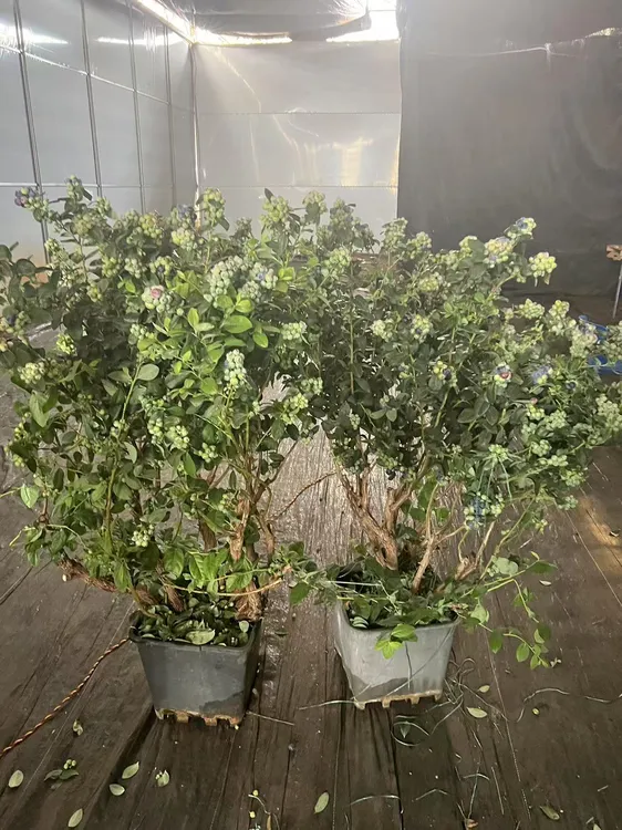 绿植拍照直播间一物一拍链接