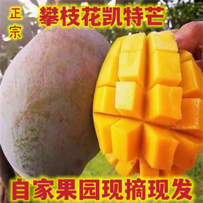 J 攀枝花凯特芒果多汁香味浓郁新鲜现摘水果 带箱9-10斤装