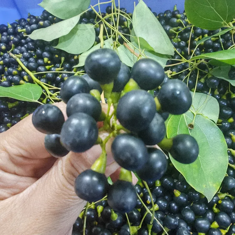 新鲜现摘香樟子香樟籽青波鱼.鳊鱼天然钓鱼饵料