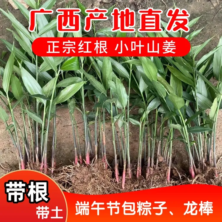 广西特产新鲜小叶山姜香姜包粽子香料带跟山葱苗带土