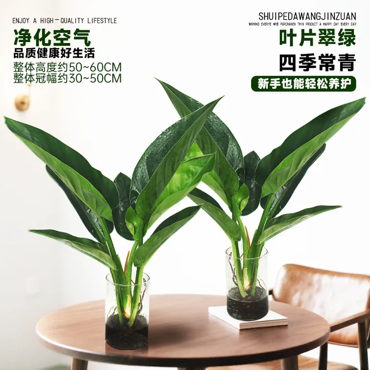 拍一发二大王金钻50-60cm高绿公主夏季好养护易活室内桌面不带盆