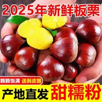 高山头茬板栗新鲜大果甜香粉糯难剥皮精品果