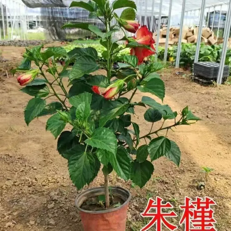 扶桑花盆栽重瓣木槿树苗带花苞红色朱槿室内阳台庭院四季花卉绿植
