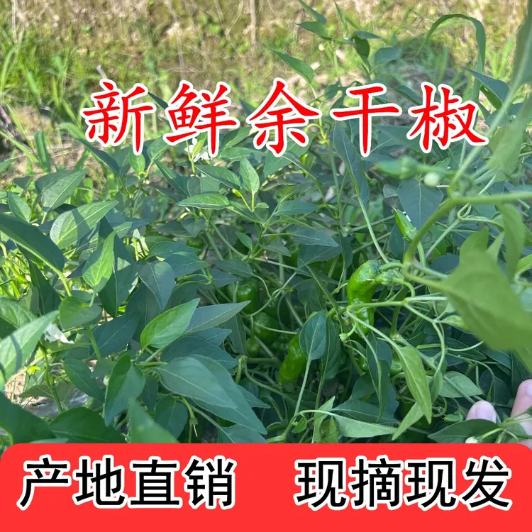 赣菜名菜辣椒 新鲜现摘余干椒青椒辣爽够劲够香 当天采当天发货 