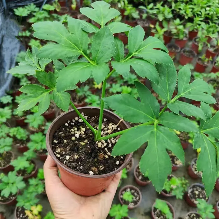 还阳草盆栽连盆带土 长寿菜神仙草阳台地栽庭院种植四季可种