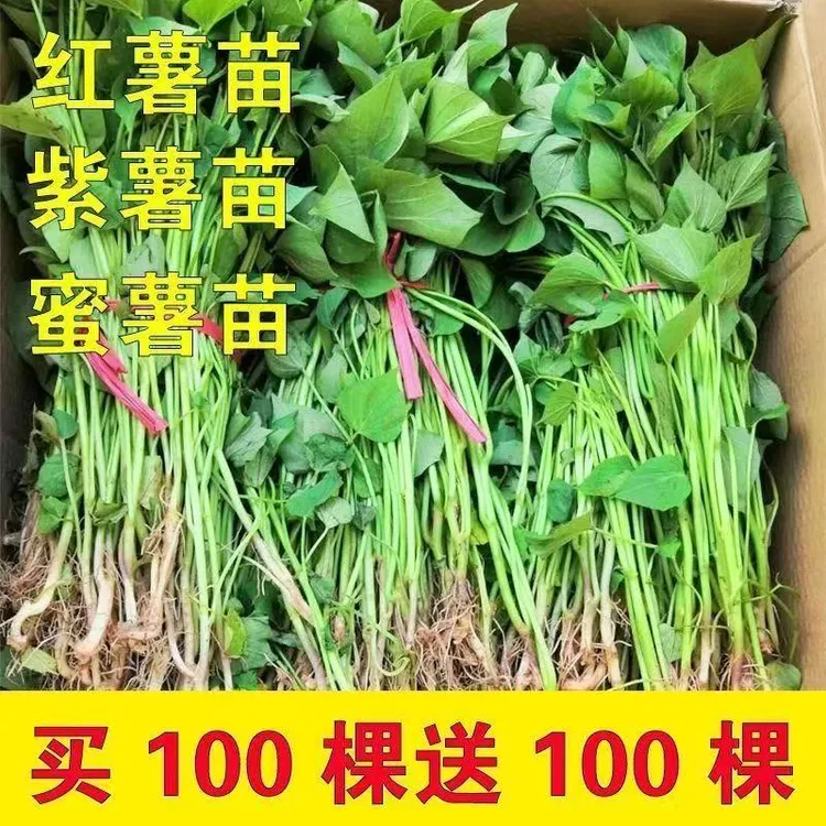 红薯秧苗正宗蜜薯25号地瓜苗蜜薯苗红心黄心署苗脱毒地瓜秧苗
