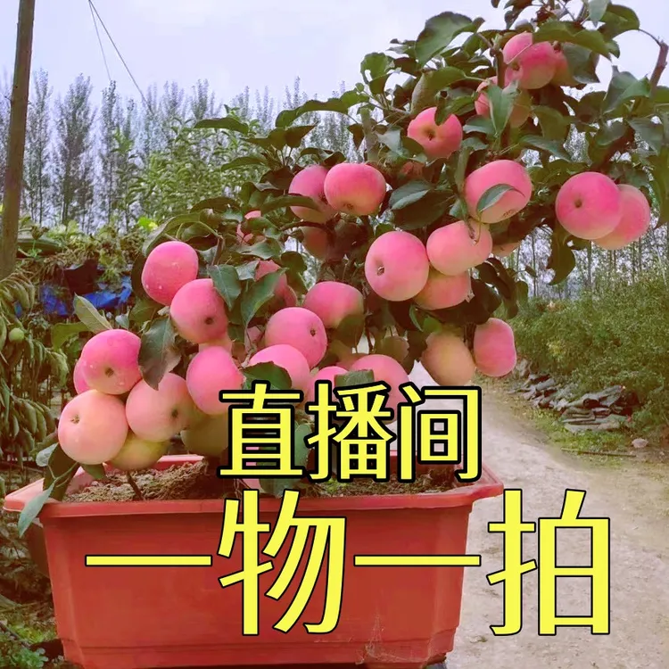 盆栽老桩盆景阳台庭院好种好养活