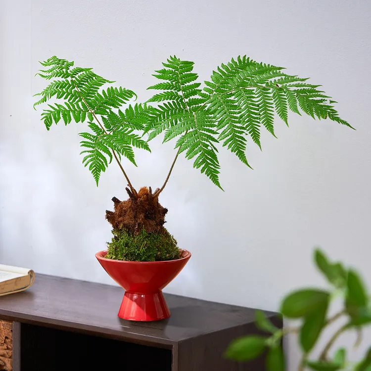 水培植物红鳞蕨室内办公桌耐荫好养禅意绿植蕨类水培植物